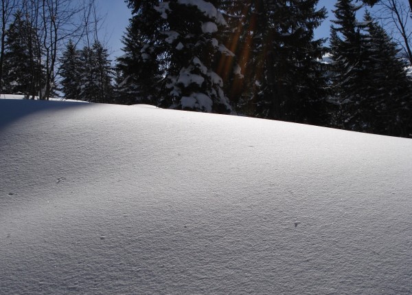 #1 Neige poudreuse : La neige était superbe à la montée dans la forêt !! Neige poudreuse : La neige était superbe à la montée dans la forêt !!