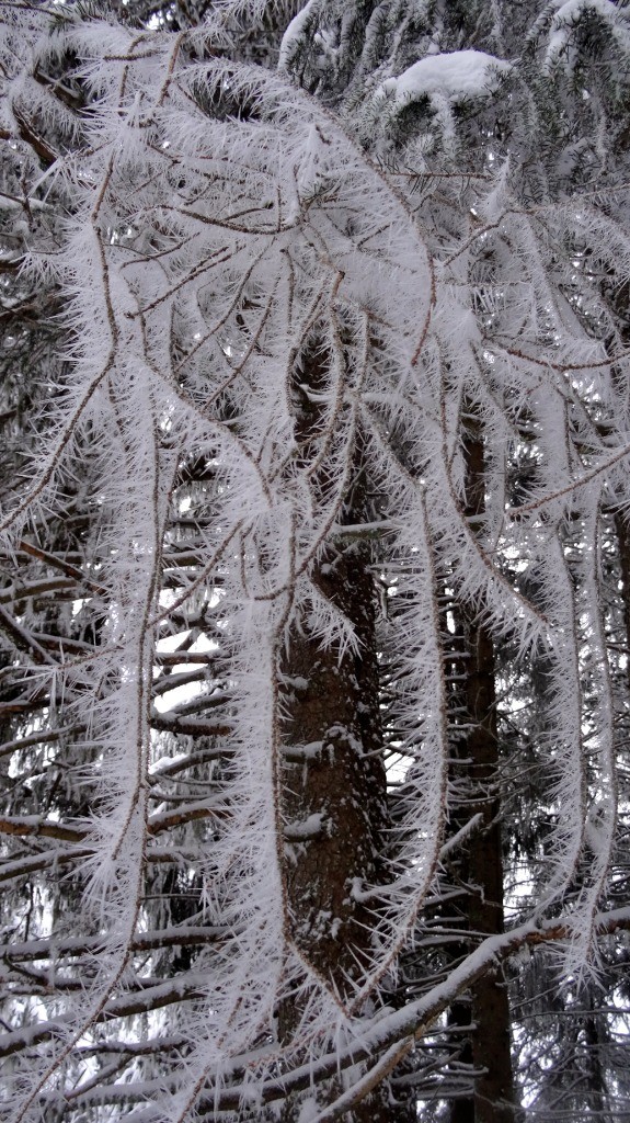 Le sapin est un arbre épineux !