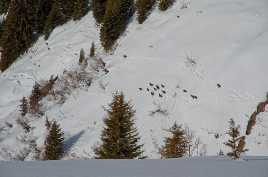 #4 Chamois Chamois
