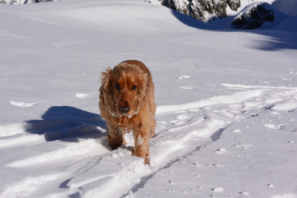 La mascotte du jour.