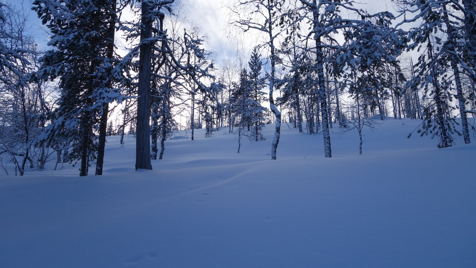 #9 Forêt de Laponie finlandaise Forêt de Laponie finlandaise