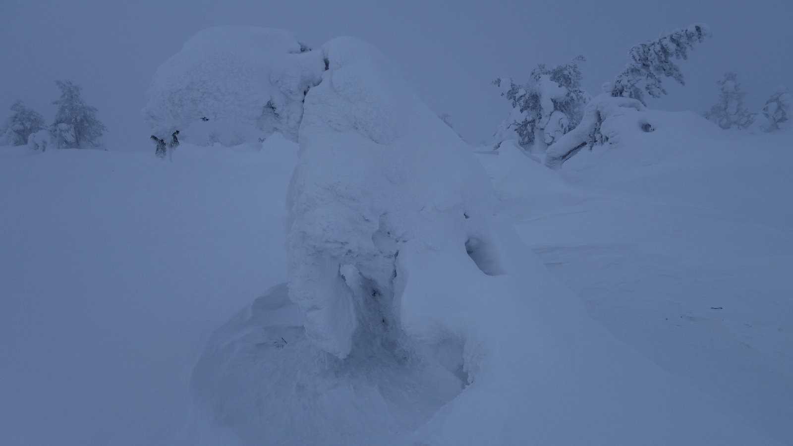 #3 Pin bien recouvert de neige Pin bien recouvert de neige