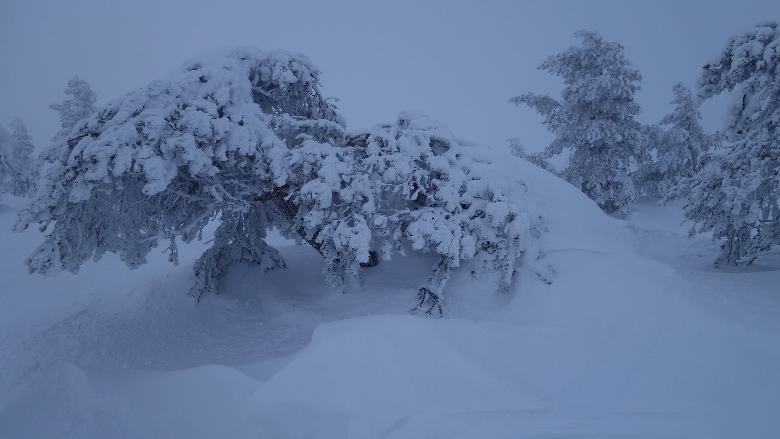 #2 Les arbres sont courbés sous le poids de la neige qui glace et du vent Les arbres sont courbés sous le poids de la neige qui glace et du vent