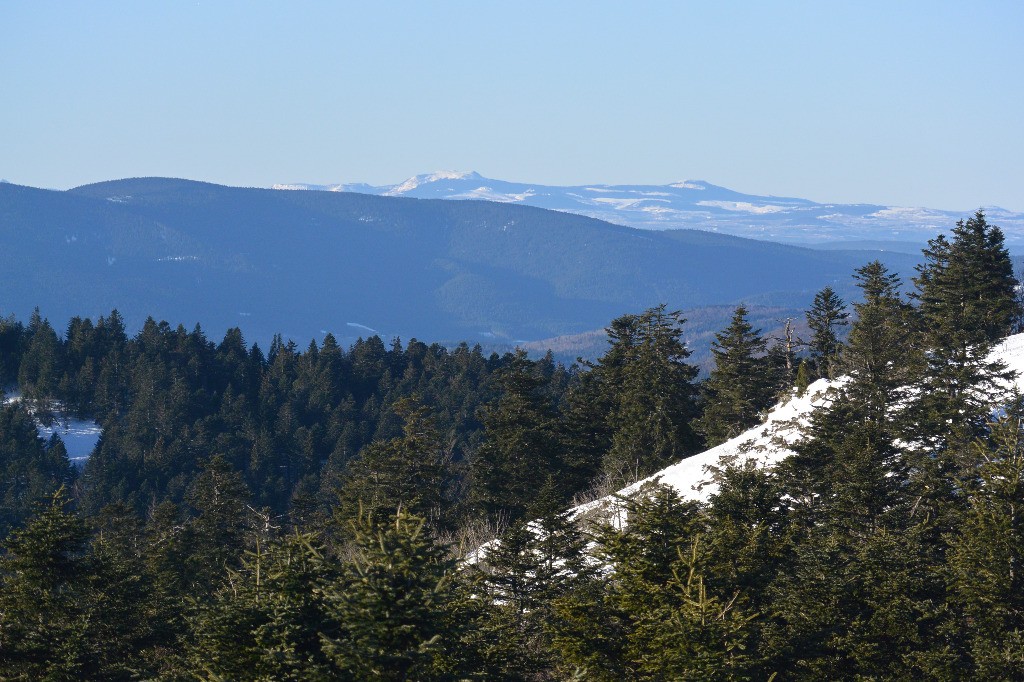 (Un peu plus tard)
Forêt de taillard, Mézenc, Alambre