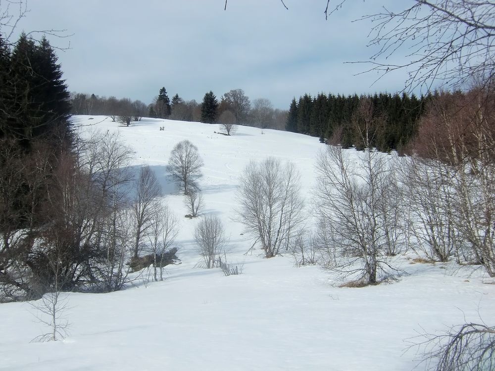 #7 La reconquète des arbres... La reconquète des arbres...