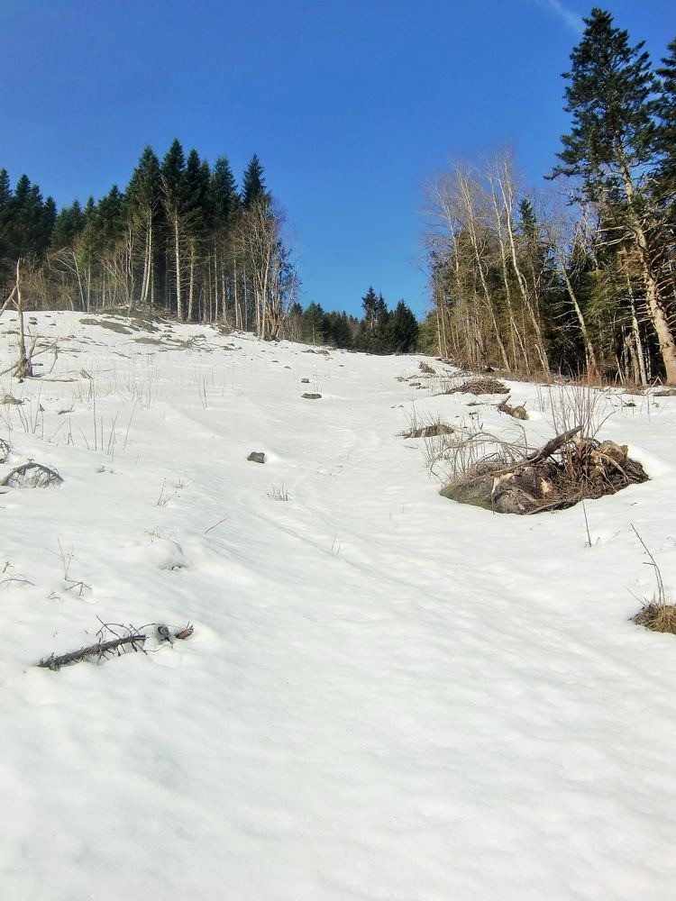 #1 Ronzier, les souches commence à resortir! Ronzier, les souches commence à resortir!