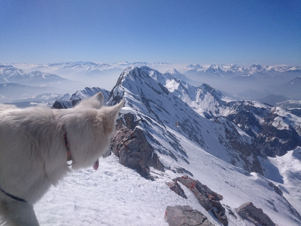 Un chien heureux au sommet