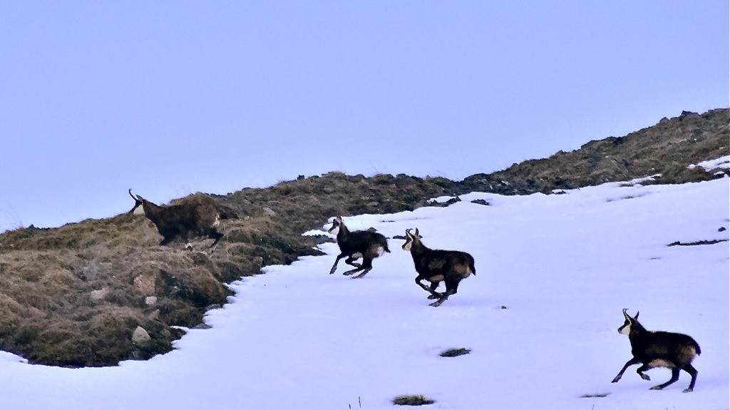 Chamois du matin