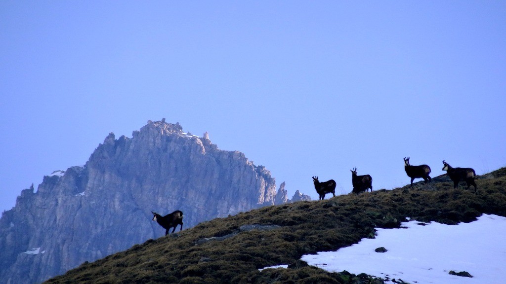 Chamois du matin