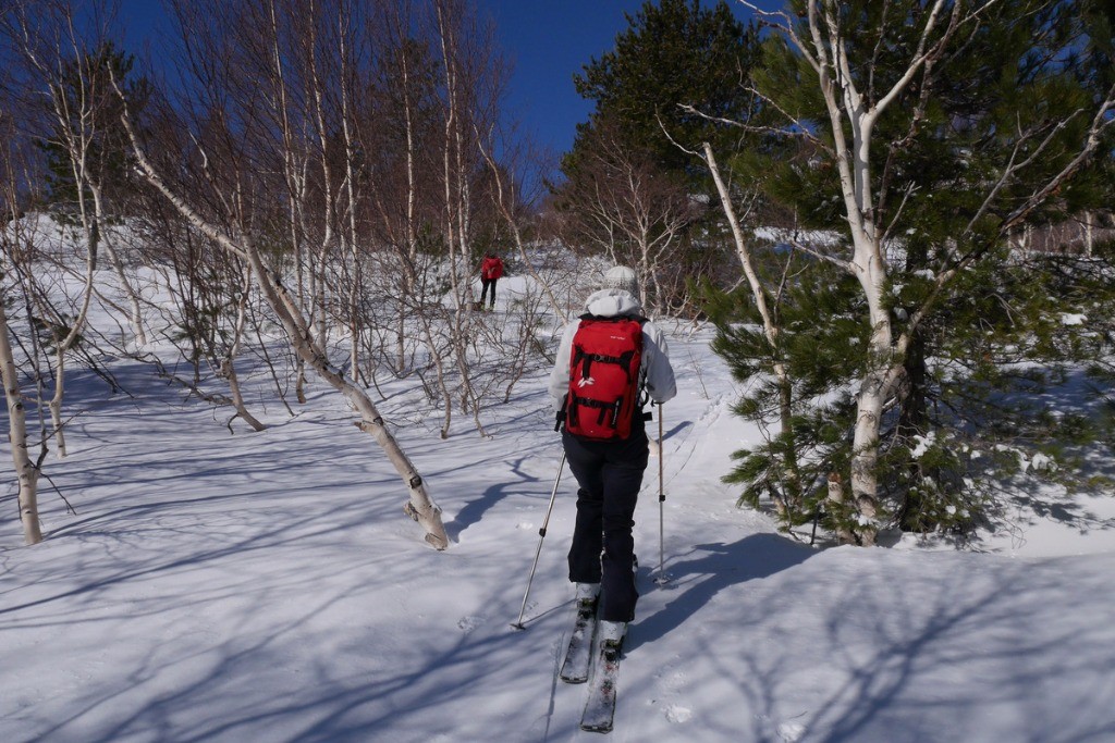 Une forêt du bouleaux qui paraît improbable à cette latitude 