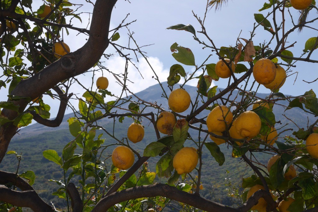 #84 Citronnier Citronnier