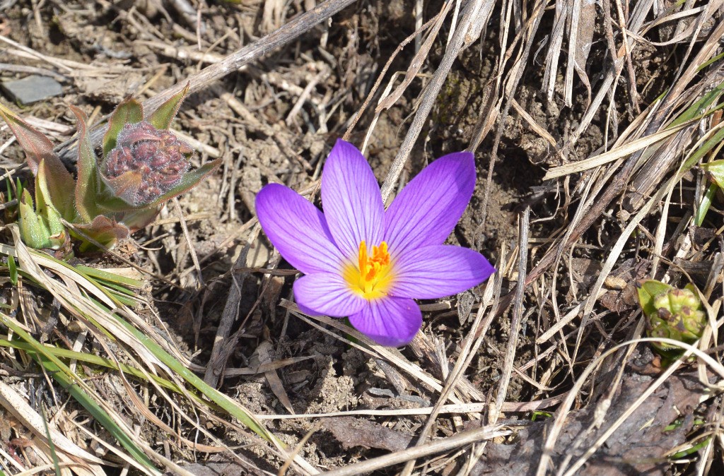 #13 Crocus: le printemps... Crocus: le printemps...