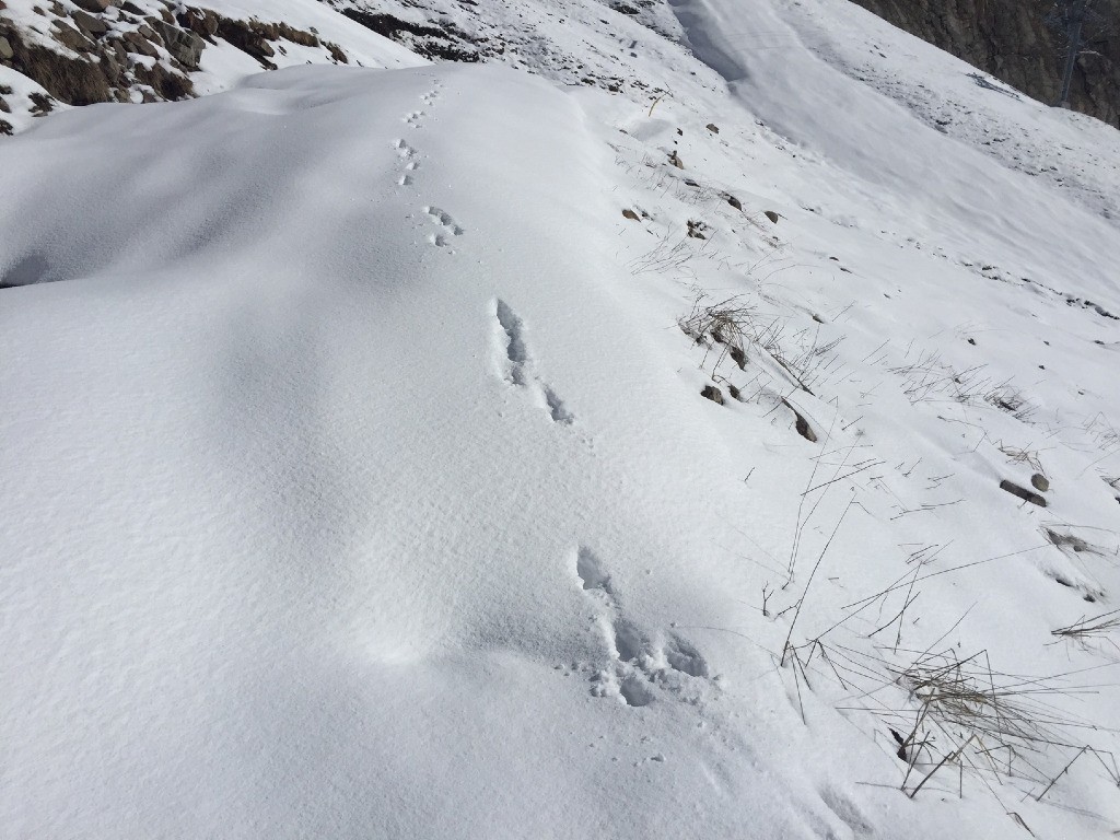 #4 traces traces