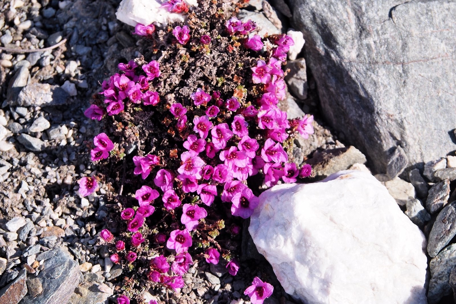 Saxifrage à feuilles opposées.