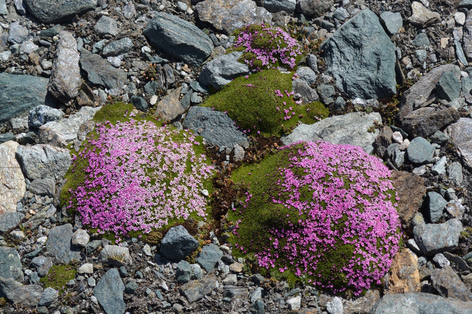 #15 De beaux coussins De beaux coussins