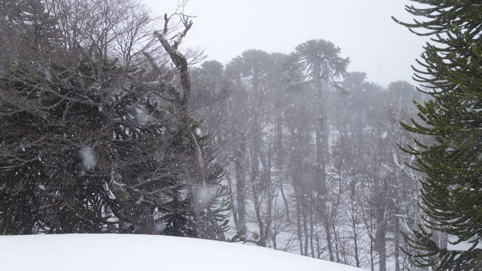 Les araucarias sous la neige