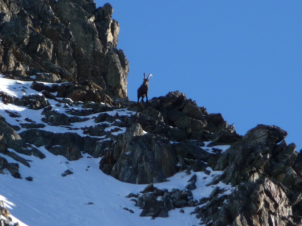 Les bouquetins omniprésents sur les arêtes