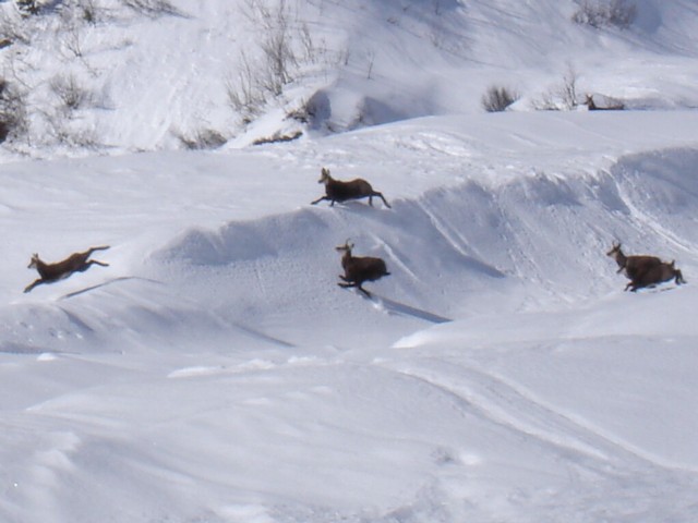 #2 sympathique rencontre : Des chamois partout sympathique rencontre : Des chamois partout
