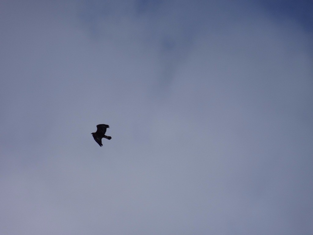 #22 j j'ai d'abord cru à un milan mais je pense à un aigle royal