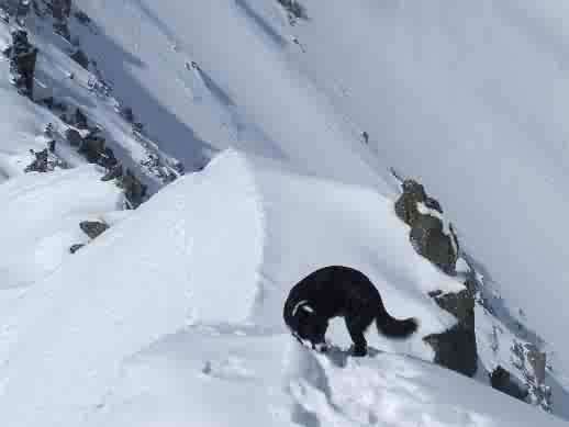 Ted le chien. : Nous avons vu un loup!