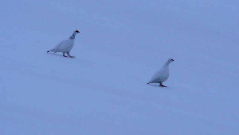 Couple de jalabres : Belles rencontres...