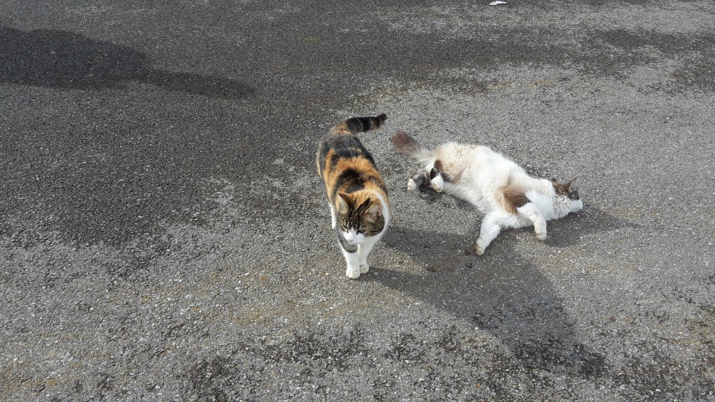 La faune sauvage  nous attendait au parking :)