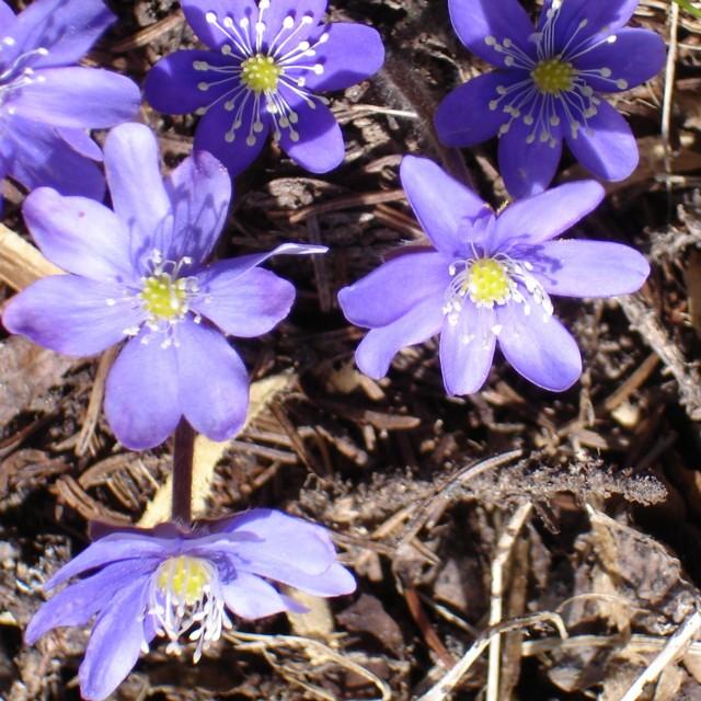 #14 C C'est le printemps : ça sent la fin de saison