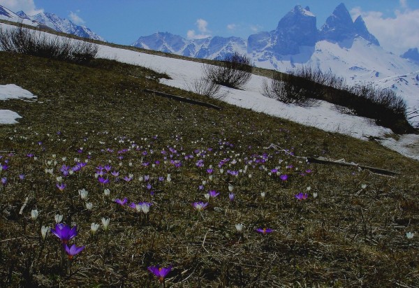 #8 Epaisseur : Aiguilles d Epaisseur : Aiguilles d'Arves servies sur un tapis de Crocus.