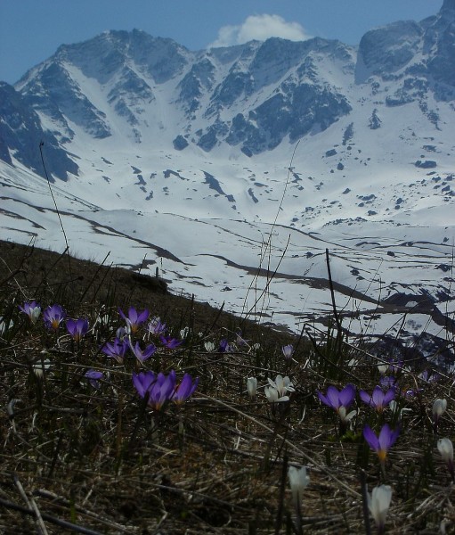 #9 Epaisseur : La face N de l Epaisseur : La face N de l'Epaisseur et ses magnifiques couloirs aussi sur un lit de crocus.