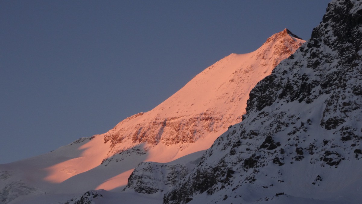 #1 Albaron rose Albaron rose