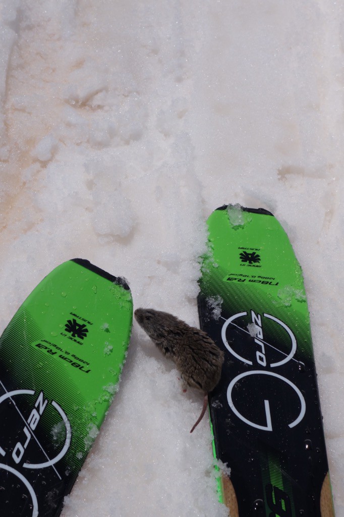 Petit rongeur jouant avec les skis