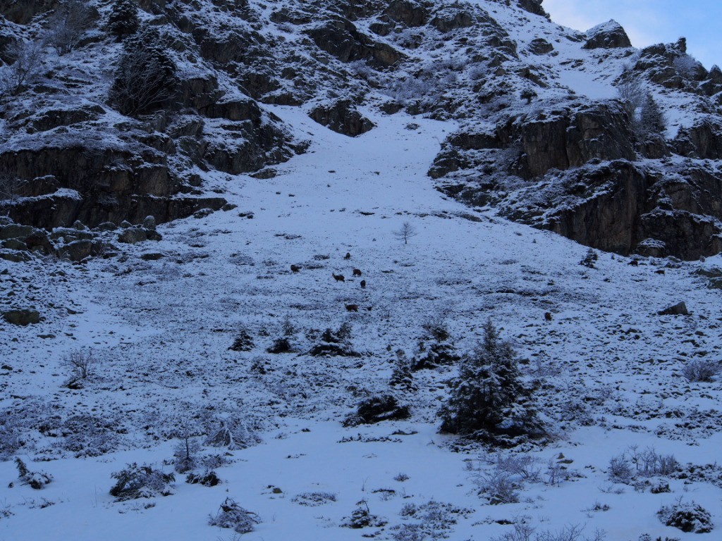 Un groupe de Chamois pas loin du refuge