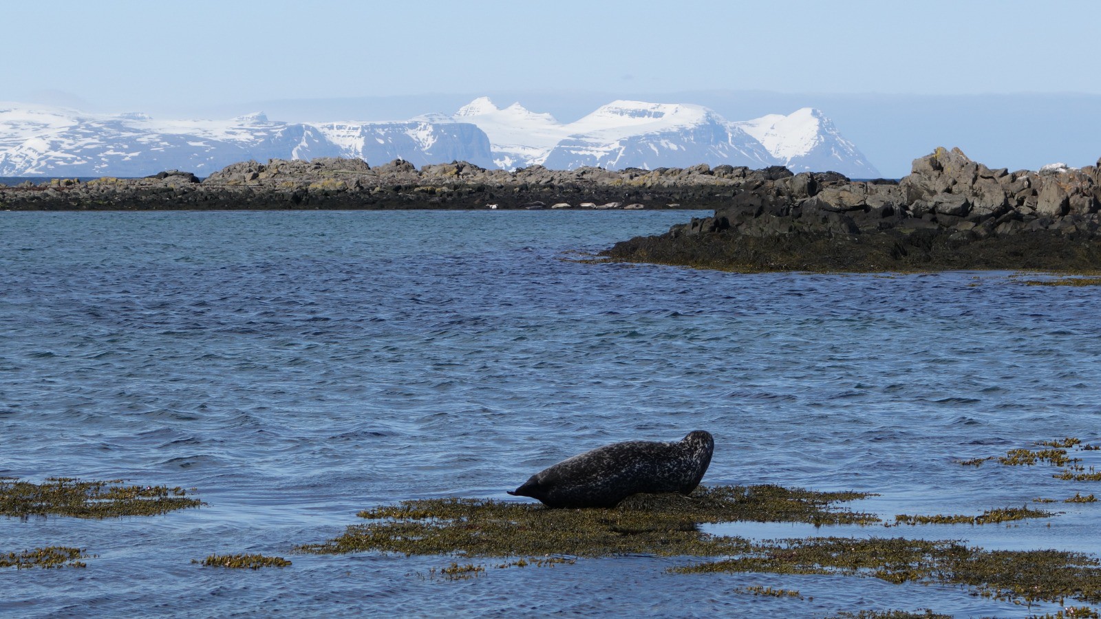 Montagnes de Vestfirdir et phoque