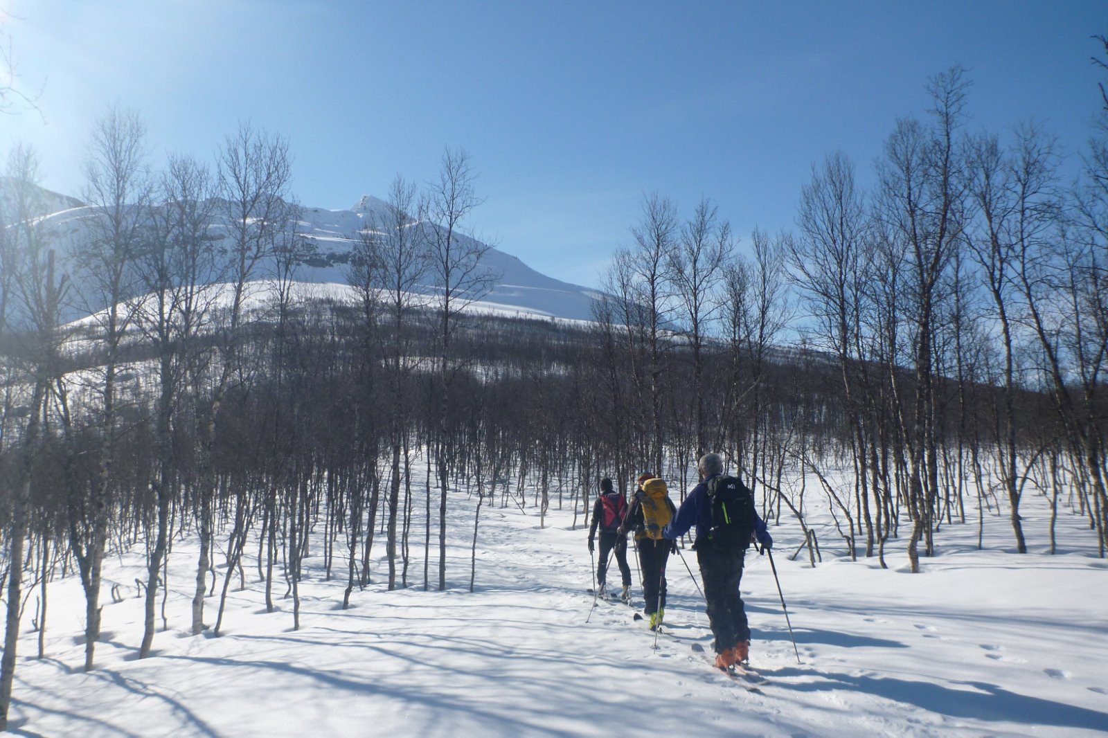 Dans la forêt de bouleau