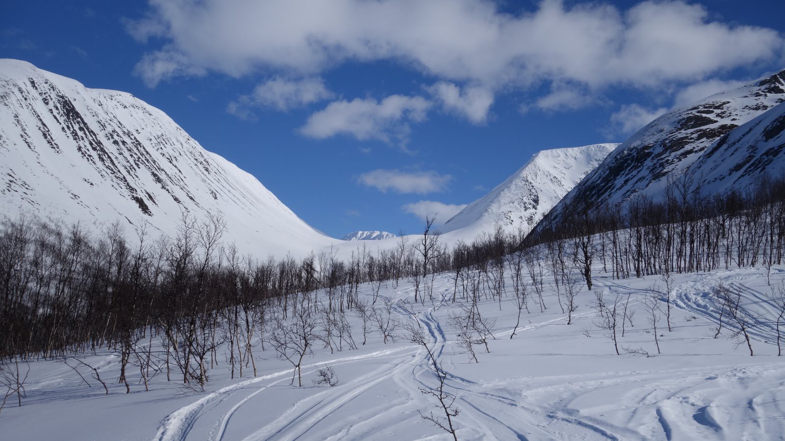 Le bas du vallon dans la forêt de bouleau