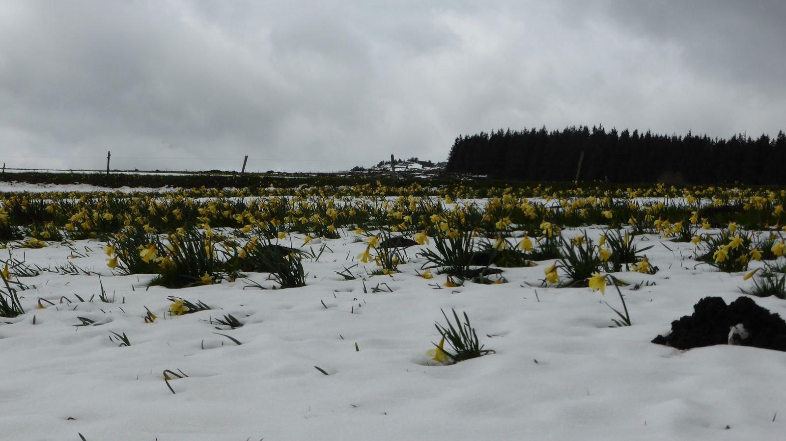 #11 A 1300, c A 1300, c'est blanc-jaune