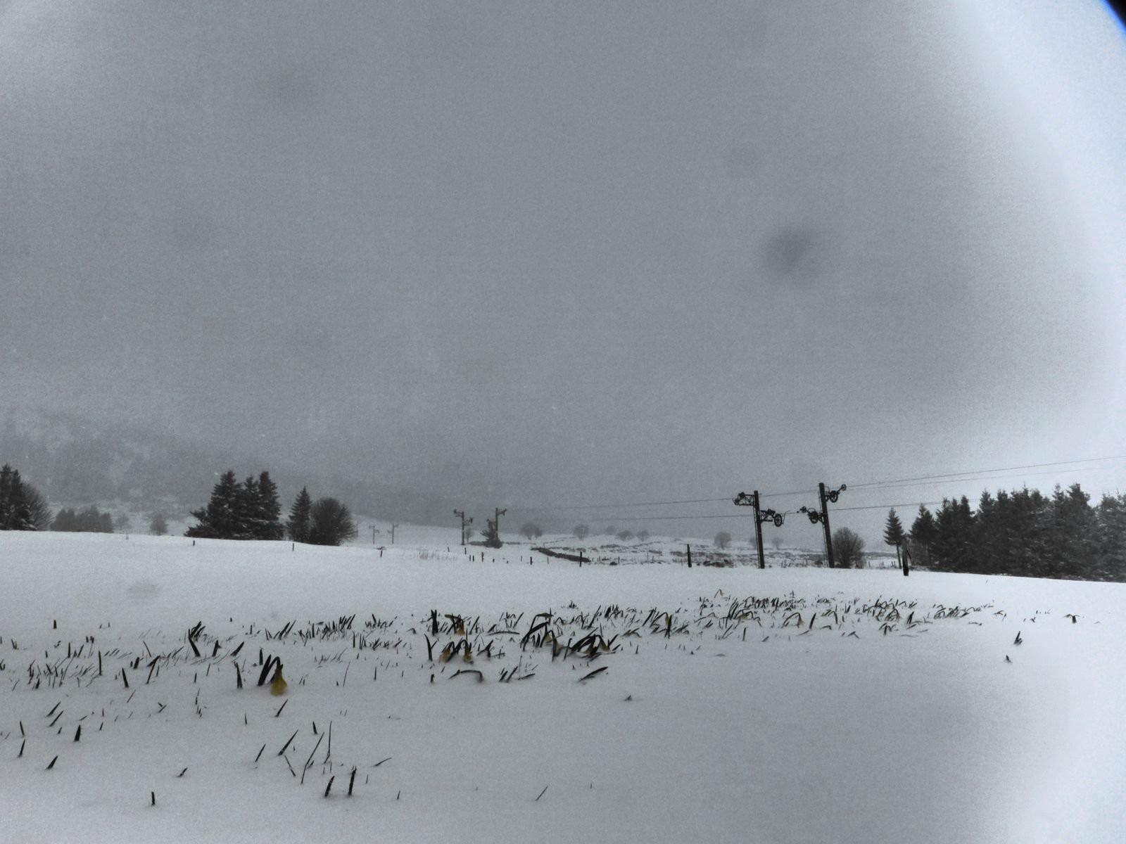 #2 Triste sort pour les jonquilles Triste sort pour les jonquilles