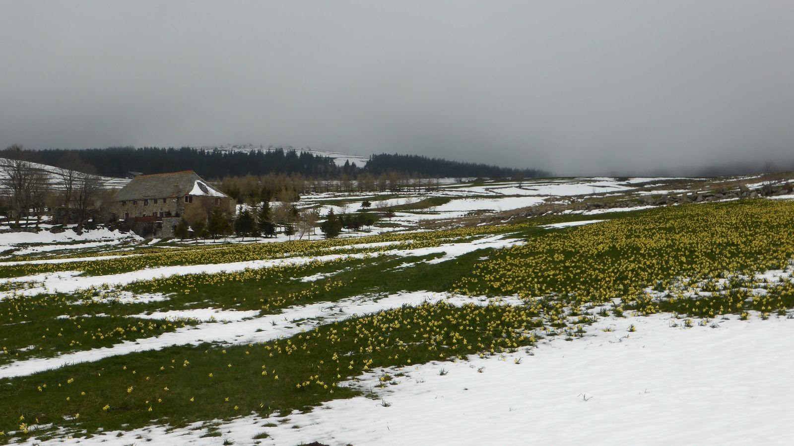 #12 Les jonquilles de Francillon Les jonquilles de Francillon