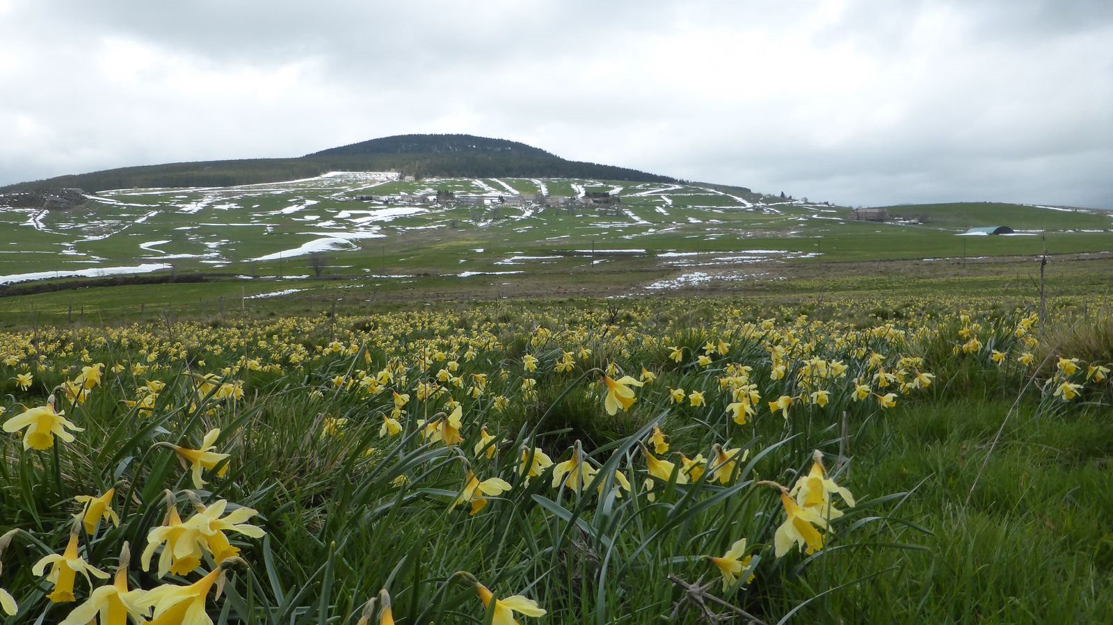#9 Les jonquilles de Peyrelon Les jonquilles de Peyrelon