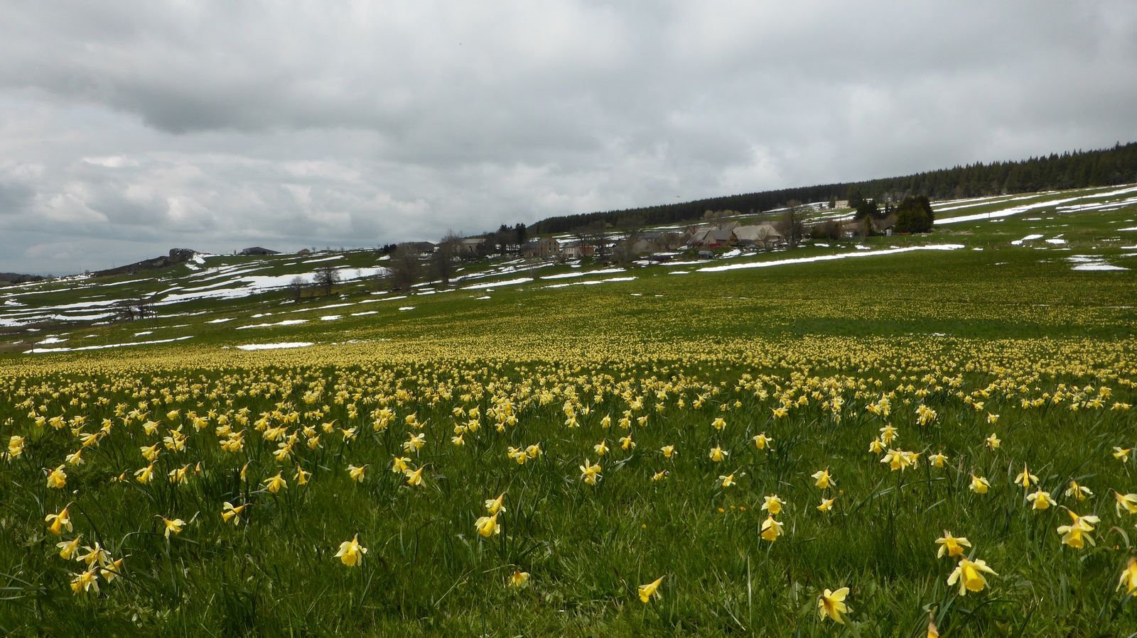 #10 48h après, les jonquilles de Deux Rabbes resplendissantes 48h après, les jonquilles de Deux Rabbes resplendissantes