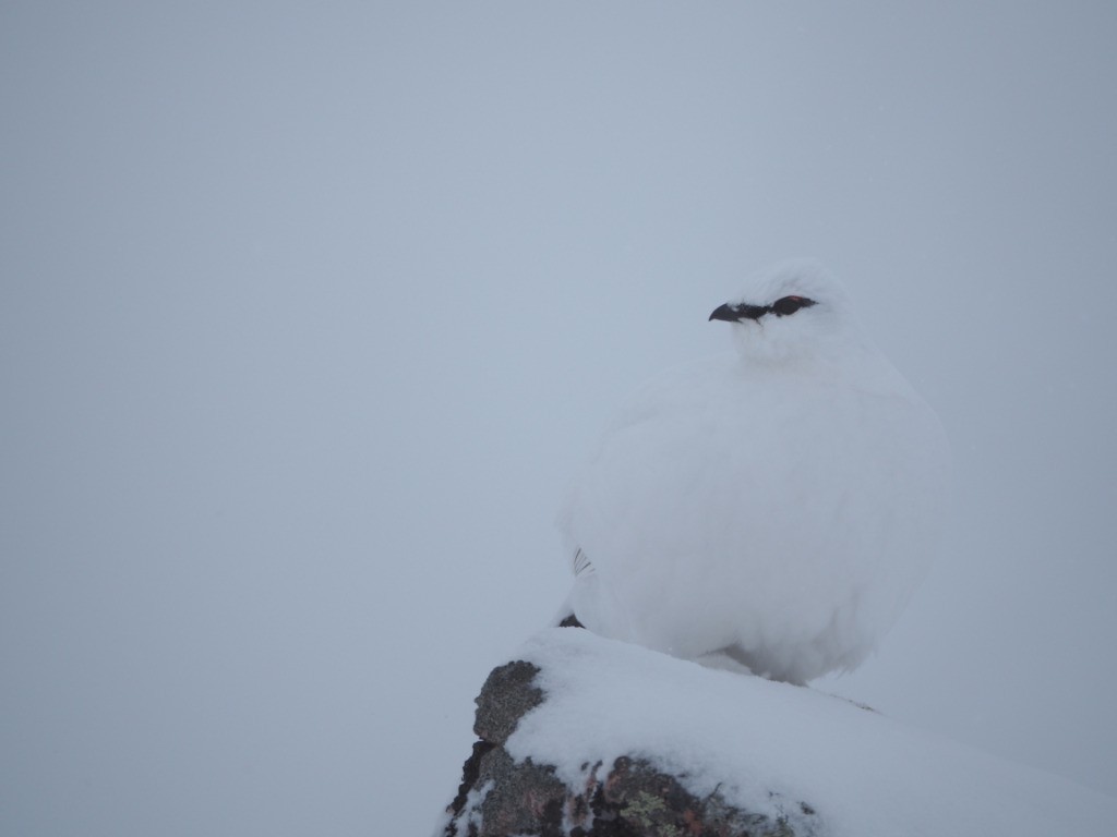 #1 La fameuse "poule": un beau lagopède pas perturbé par les conditions La fameuse \