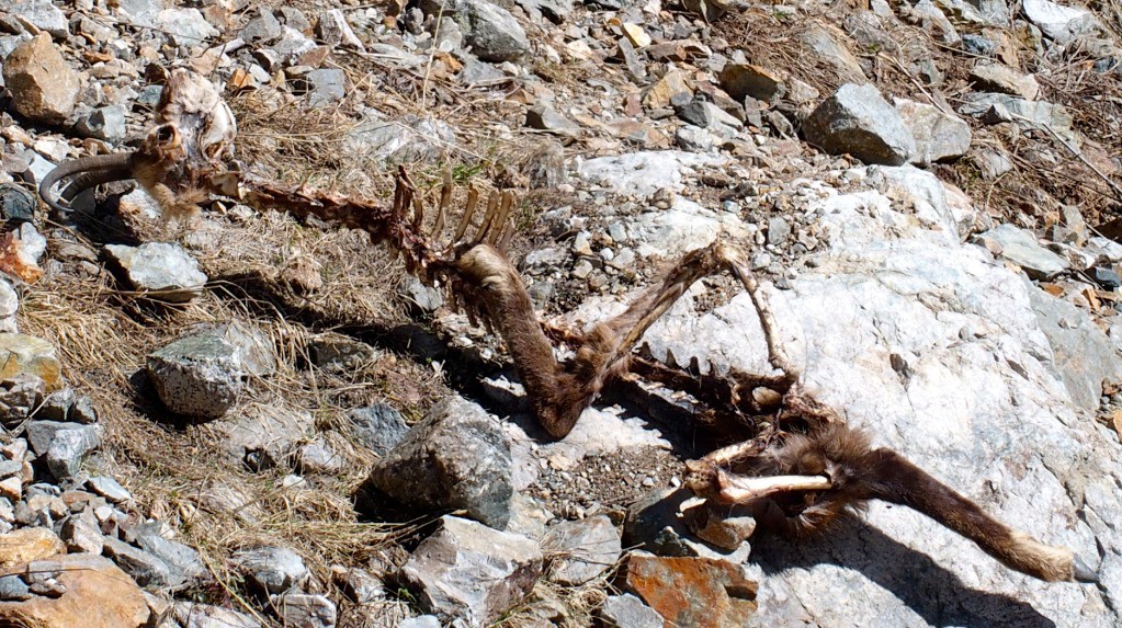 Sur le bas du glacier de l'Homme