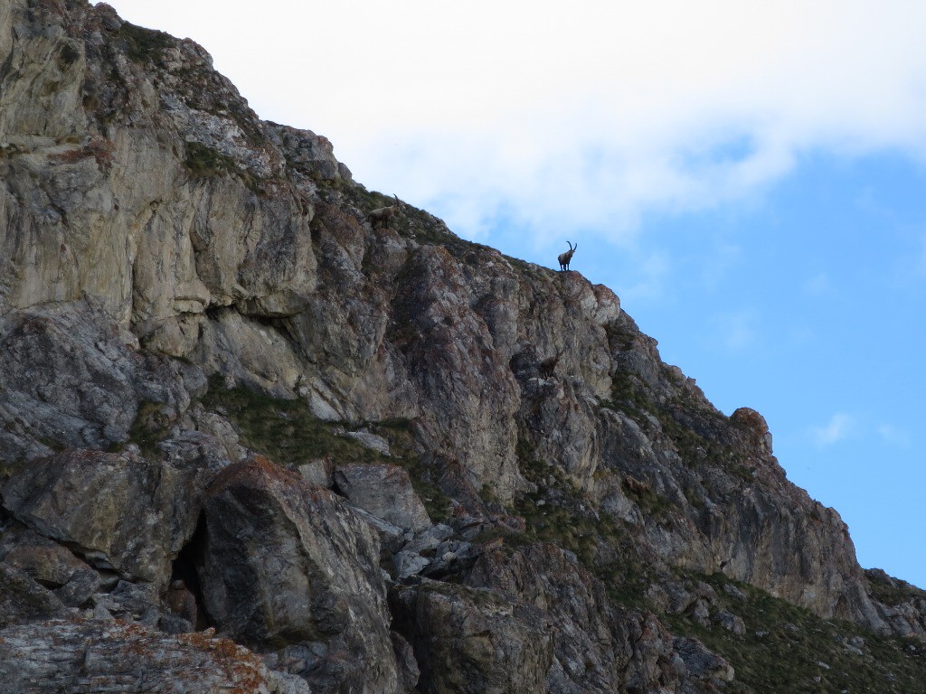 #24 Bouquetins du soir... Bouquetins du soir...