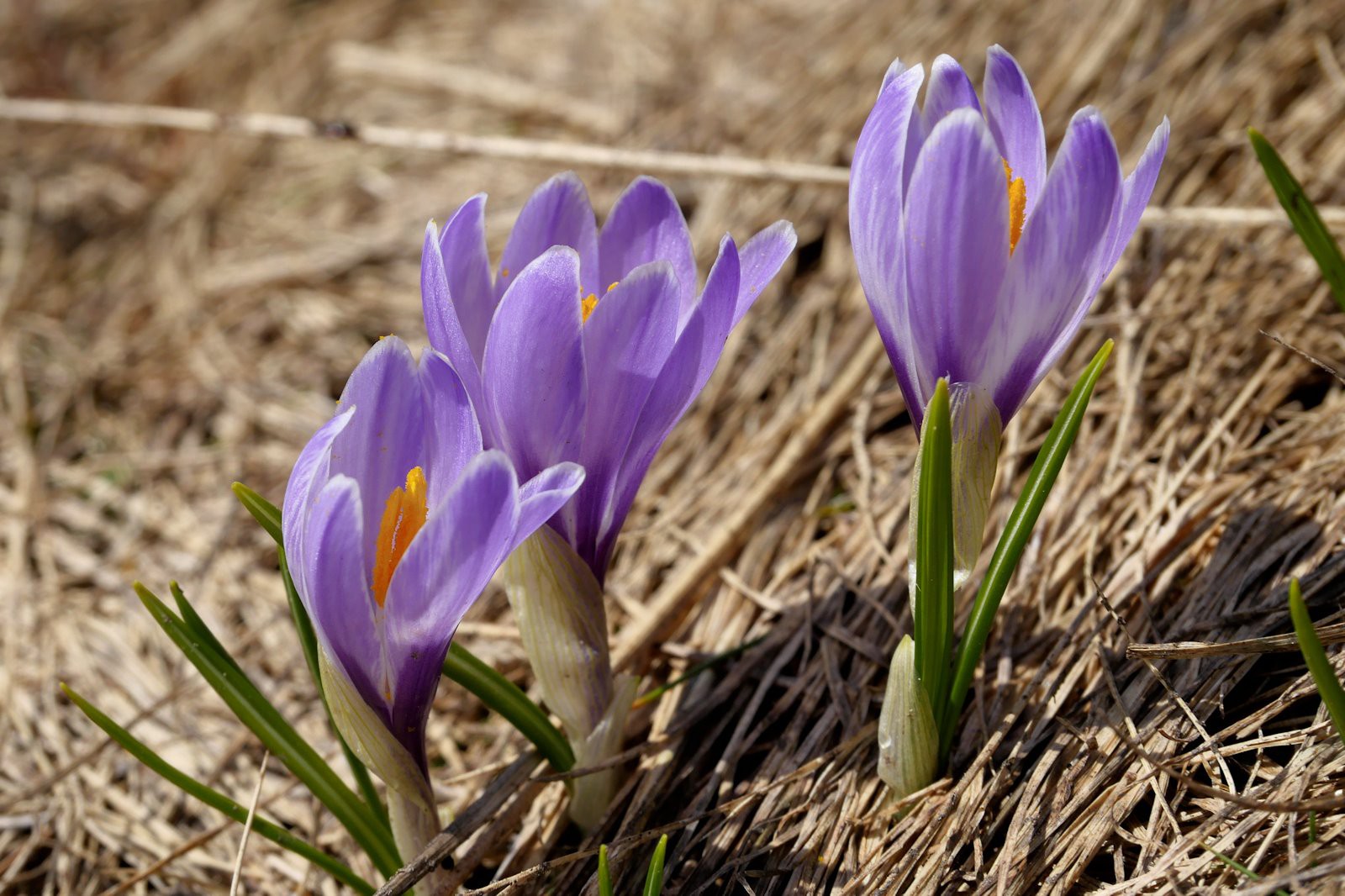 #16 Crocus. Crocus.