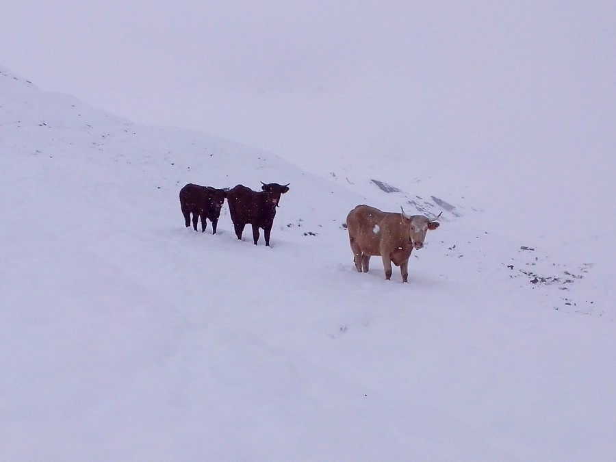 #3 C C'est pas souvent que l'on en croise en ski...