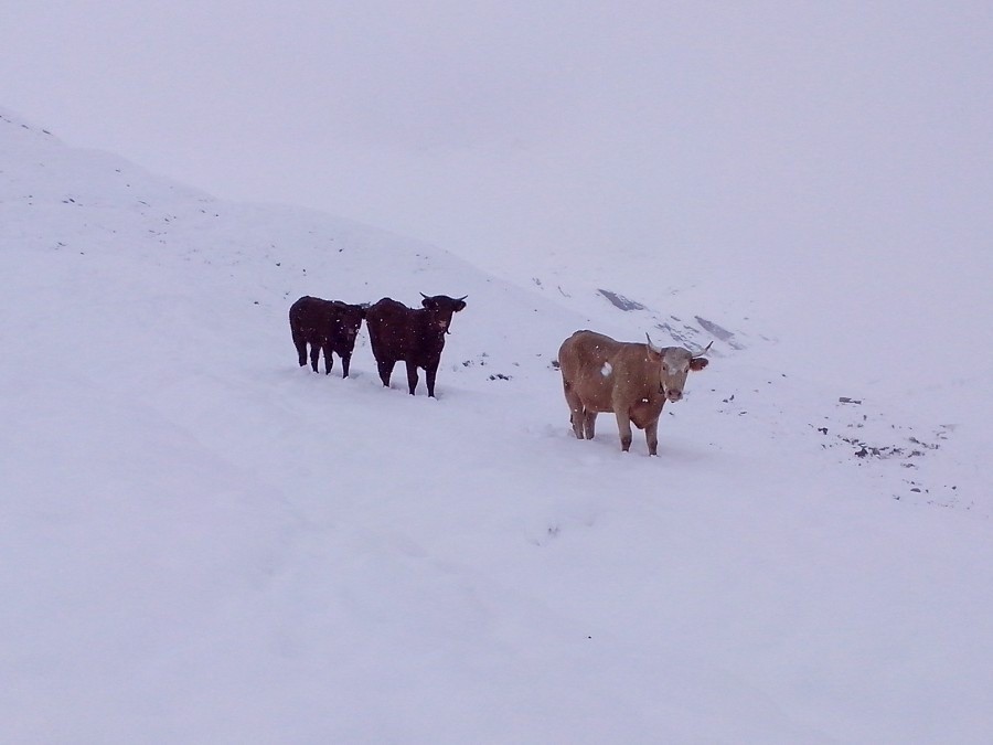 C'est pas souvent que l'on en croise en ski...