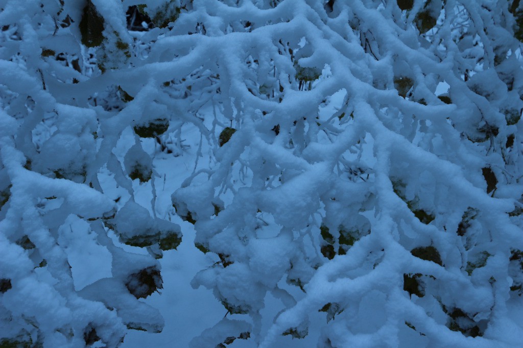 dentelles d'hiver