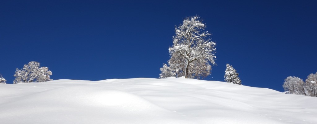 blanc immaculé