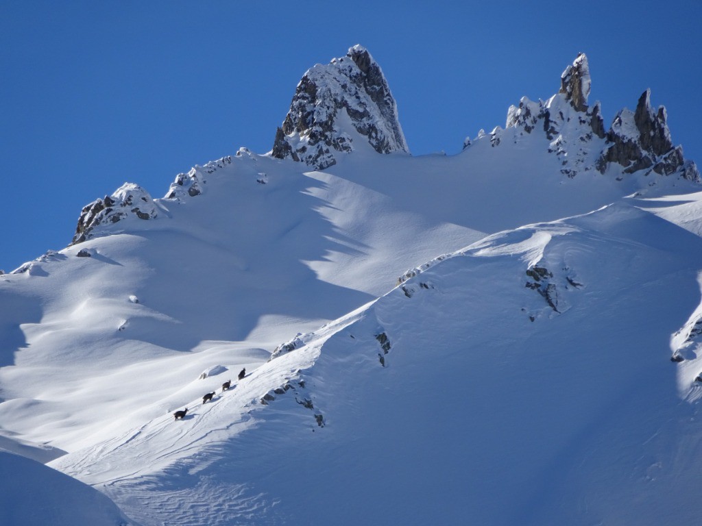 Quatre chamois battayant sur la crête