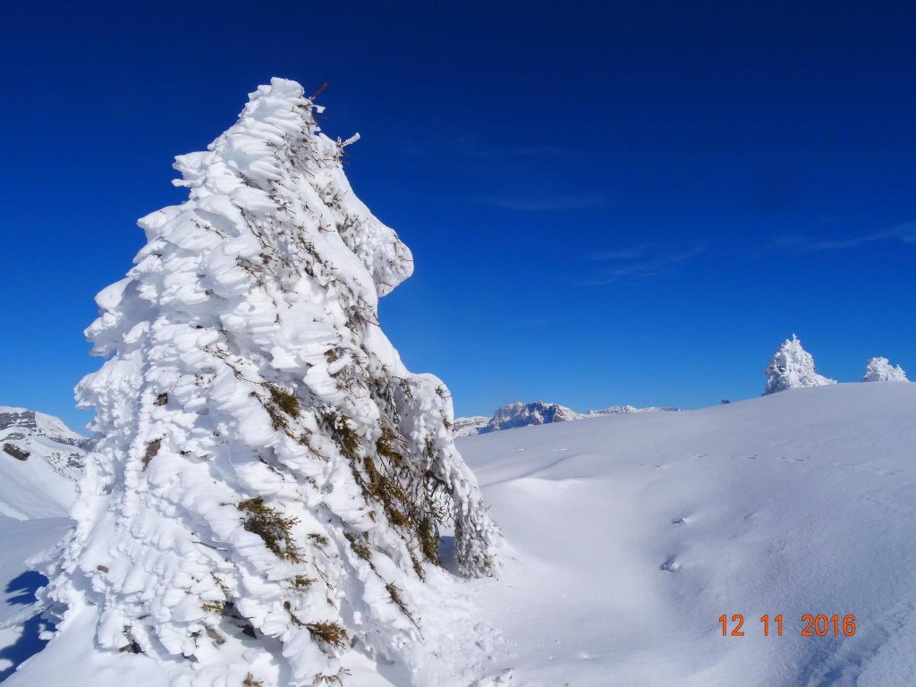 beau sapin congelé